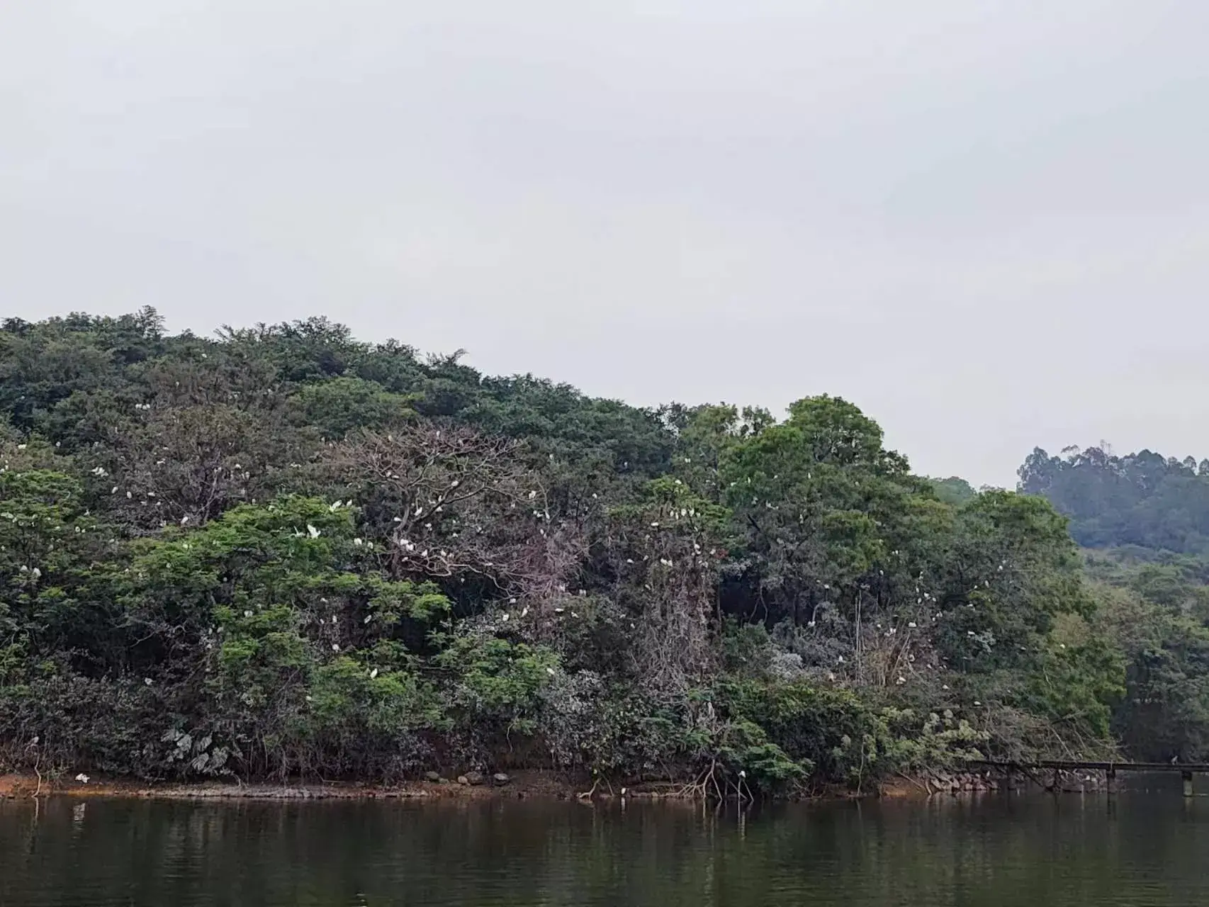 鹭鸟