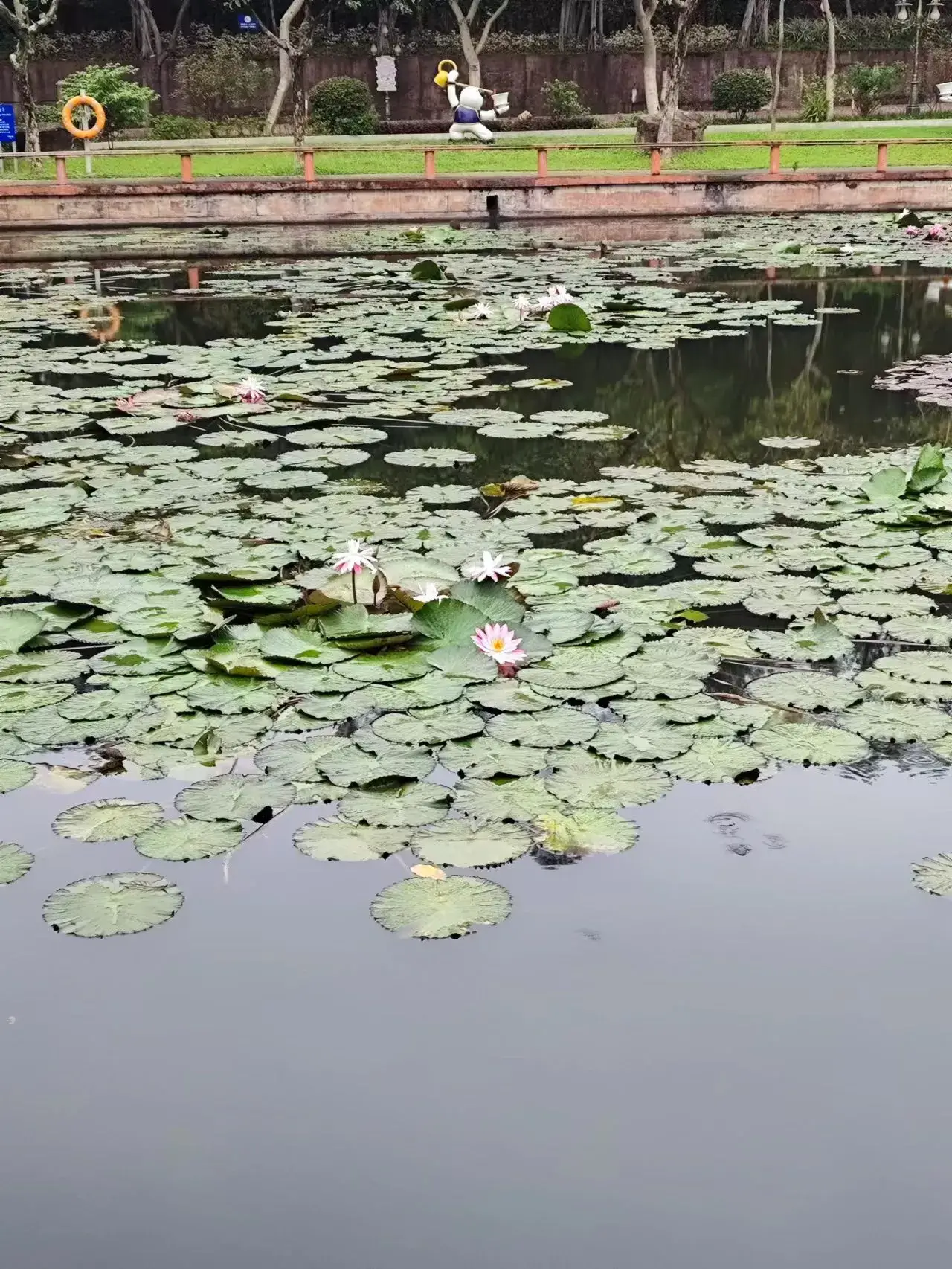 睡莲湖