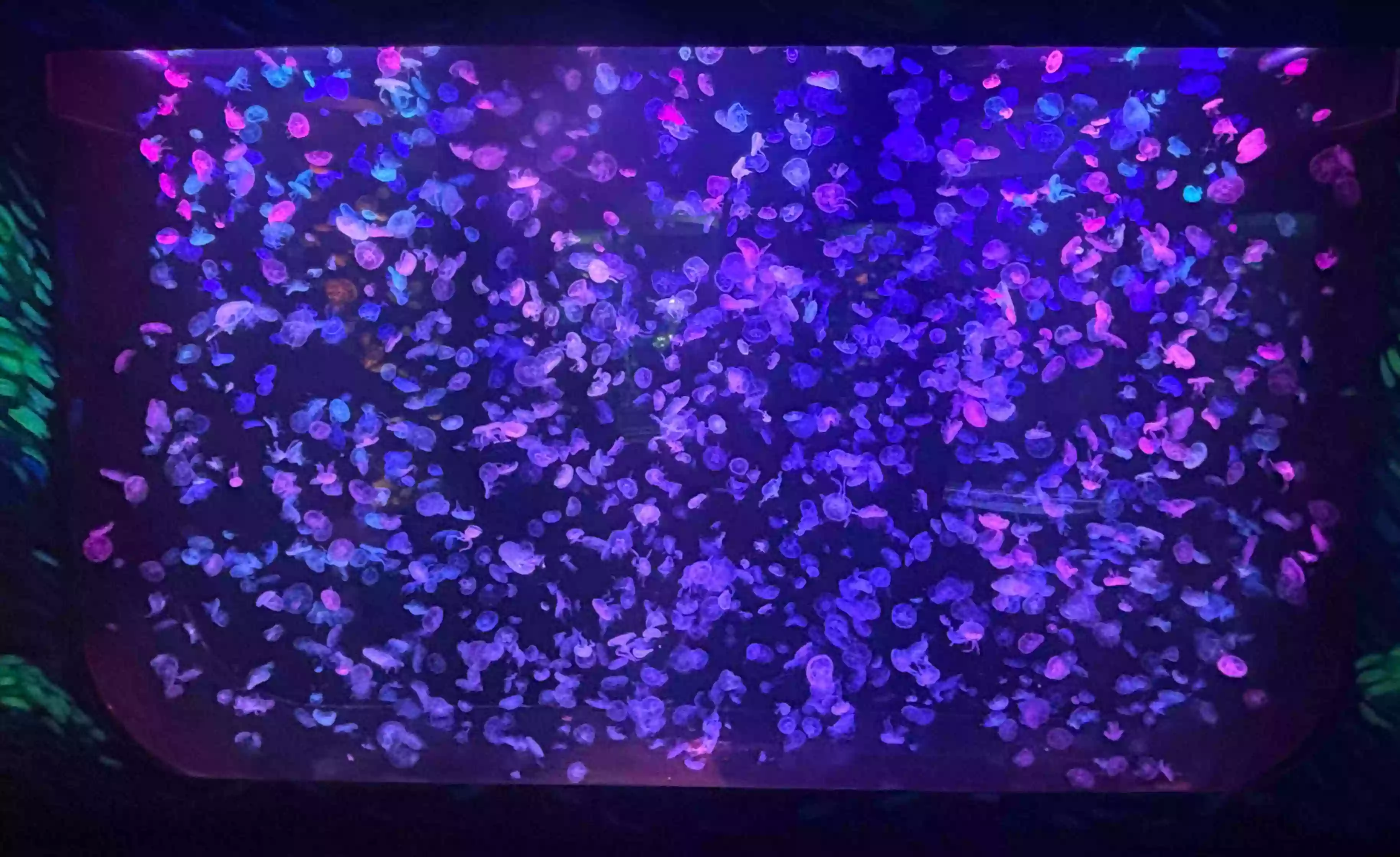 水母满天星